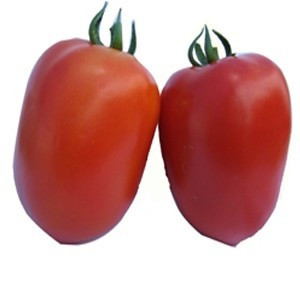 Galilea F1 (50 seminte) rosii semideterminate, forma ovala., Hazera