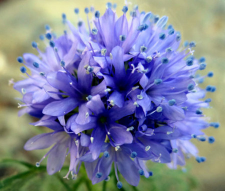 Gilia (0.5 gr) seminte planta anuala, culoare violet-blue, Agrosem