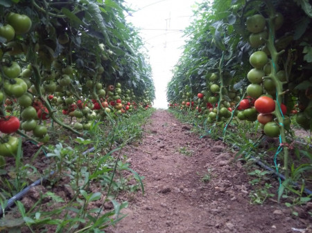 Kiveli F1 (100 seminte) rosii nedeterminate, Seminis