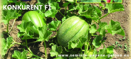 Konkurent F1 - 100 gr - Seminte de Pepene Galben Bulgaresc Extratimpuriu Extraordinar Konkurent F1