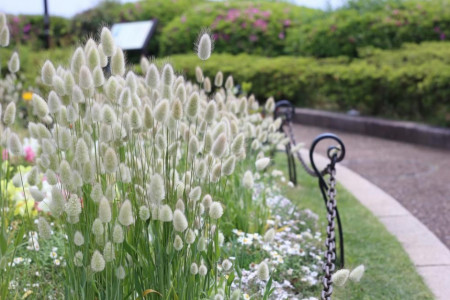 Lagurus Ovatus (450 seminte) flori iarba decorativa Coada Iepurelui Bonny Tail, Laktofol