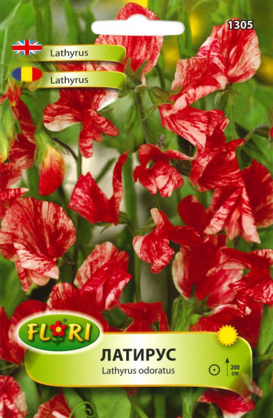 Lathyrus America rosu (Orastica) - Seminte Flori Sangele voinicului Lathyrus American de la Florian