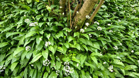 Leurda Medicinala (0.2 gr) de leurda, denumita si usturoi salbatic, cu gust si aroma de usturoi, Agrosem