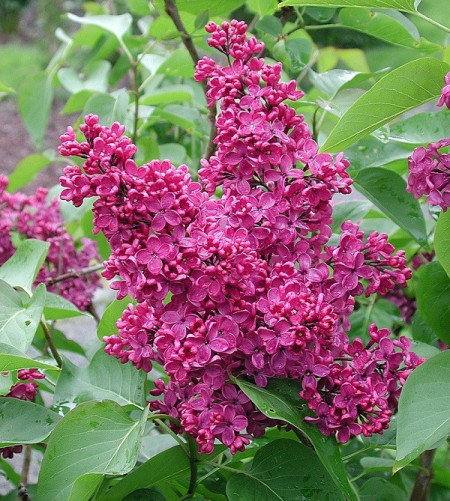 Liliac Andenken an Ludwig Spath, arbust ornamental cu flori grupate in buchete conice, mov închis, plăcut parfumat, 1 arbust de 1,5-2 m inaltime, Yurta