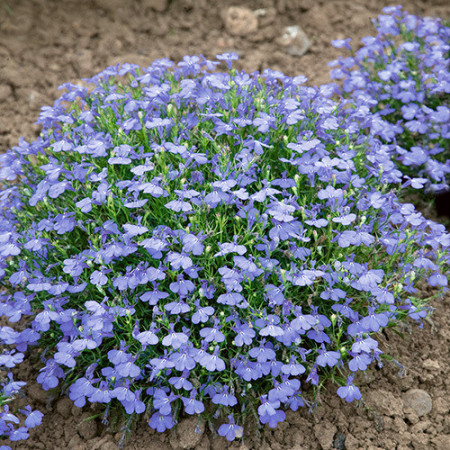 Lobelia pitica albastra, planta anuala, flori mici, (0.1 gr) Agrosem