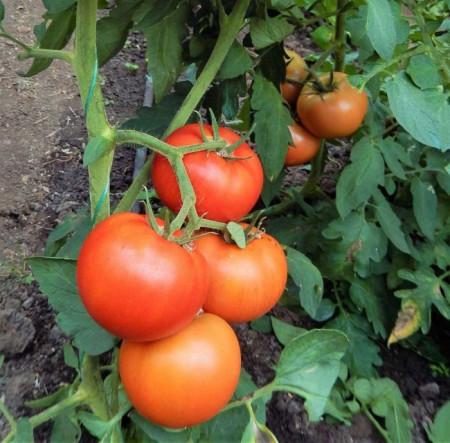 Macsin F1 (500 seminte) rosii cu crestere nedeterminata, Hazera Genetics