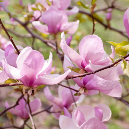 Magnolie George Henry Kern cu flori mari, parfumate, in nuante de roz