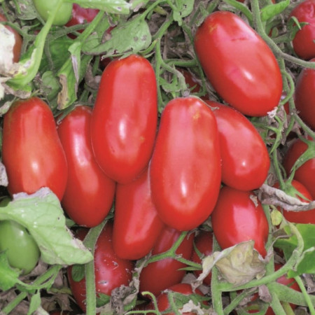 Massaro F1 - 1000 sem - Seminte de rosii determinate cu fructe tip prunisoara 85-90 gr/fruct de la United Genetics
