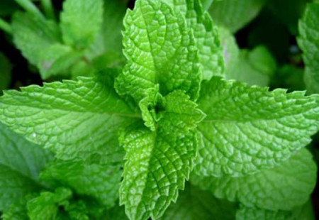 Menta dulce (800 seminte) de menta dulce cu aroma specifica indicatii terapeutice de ameliorare a durerilor de cap stres si are o actiune stimulanta si invioratoare, Florian