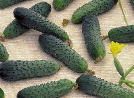 Merengue F1 (1000 seminte) castraveti tip cornichon, Seminis