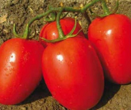 Morgan F1 (1000 seminte) tomate tip prunisoare, Profit Seeds