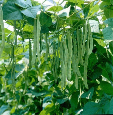 Musica (250 gr) seminte de fasole lata de cultura verde deschis urcatoare, Hazera
