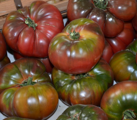 Negre de Crimeea (Black Krim) – 0.5 gr - Seminte Tomate Negre cu Crestere Nedeterminata Black Krim Negre de Crimeea Extratimpurii de la Opal