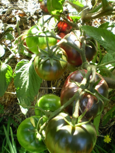 Negre de Tula (Black from Tula) – 1 gr – Seminte Tomate Negre de Tula Nedeterminate Mari Extratimpurii Soi Deosebit de Gustos