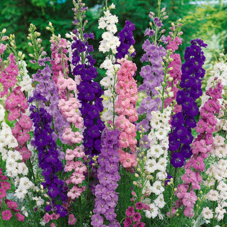 Nemtisor Mix (30 seminte) seminte de Delphinium de gradina cu flori elegante, in culori vii, Agrosem