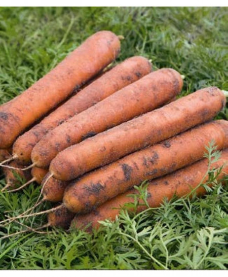 Nominator F1 (25.000 seminte) morcovi orange (calibru seminte < 2 mm ) tip nantes ce produce radacini atractive cilindrice, Bejo