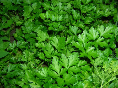 Novas Gigant Italian (1 kg) patrunjel rezistenta la frig verde intens aroma autentica, Clause