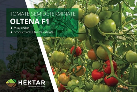 Oltena F1 AS5 311 F1 (100 seminte) rosii timpurii semideterminate, Hektar