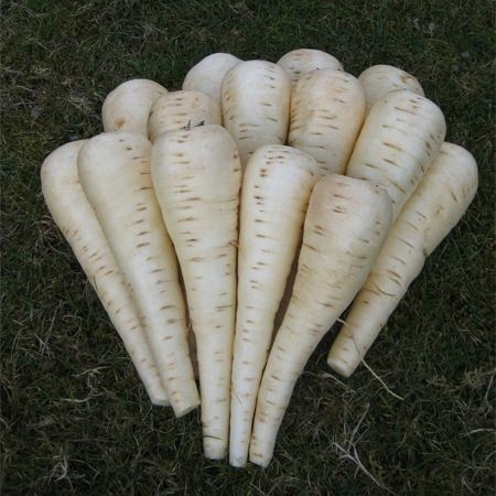 Palace F1 (10.000 seminte) drajate si pregerminate de pastarnac, crestere viguroasa cu productivitate ridicate, Bejo
