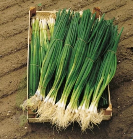 Parade (10.000 seminte) ceapa pentru legatura ce nu formeaza bulbi si poate fi cultivata pe tot parcursul anului, Bejo