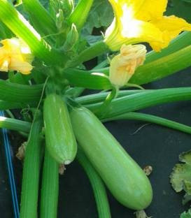Pascal F1 (250 seminte) dovlecei cu fructe cilindrice de culoare verde deschis, Fito Semillas