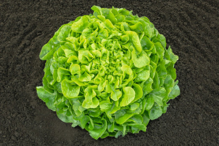 Pleasance (5000 seminte) salata tip oakleaf, 350-500 gr, Bejo