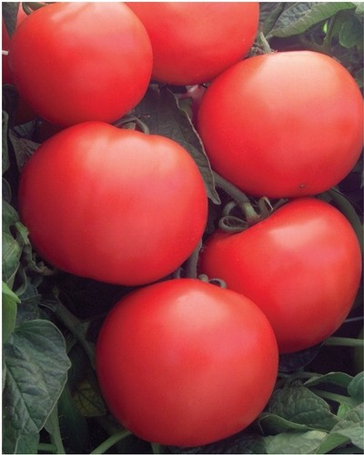 PONTICA - 0.5 gr - Seminte Tomate PONTICA (fost Dacia) de Vara-Toamna de la Mefim Agro