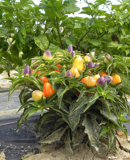 Pyramid (250 seminte) ardei chili iute, Profit Seeds
