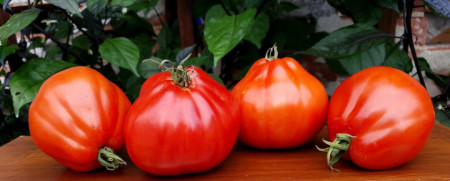 Red Pear (500 seminte) tomate in forma de para soi italian, crestere nedeterminata tip Beef, Vitesse
