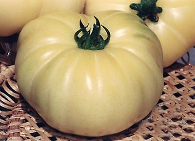 Rosii Albe Beefsteak ( 60 seminte) Rosii Albe crete Soi Exotic Alb spre Galben Deschis, tip Beef