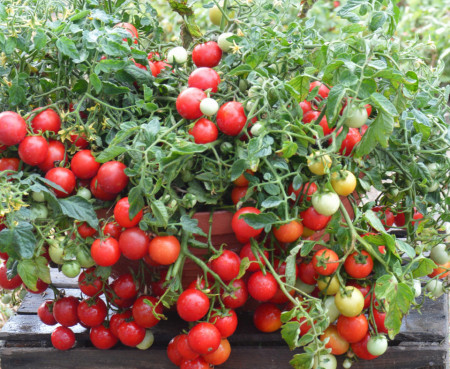 Rosii Balkonzauber (150 seminte) tomate curgatoare pentru balcon, Agrosem