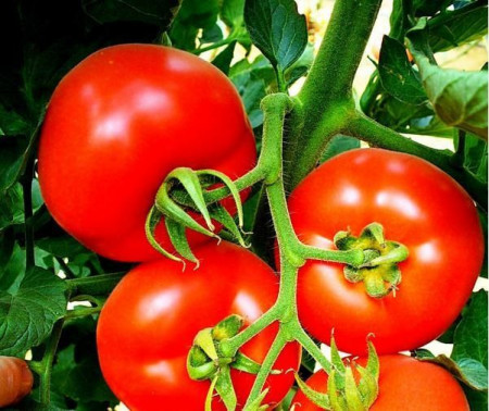 Rosii Buzau 22 (120 seminte), tomate soi viguros crestere determinata, Agrosem