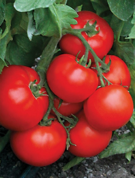 Rosii Final F1 (100 seminte) de tomate extratimpurii semideterminate Florian Bulgaria