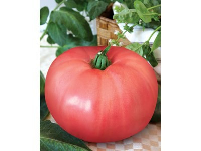 Rozamax rosii roz (5 gr), tip gigant productie ridicata, Florian