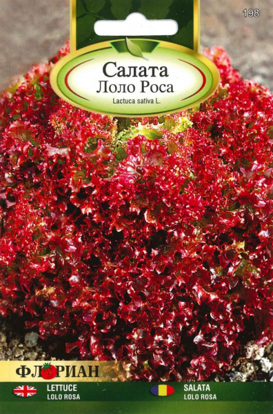 Salata LOLLO ROSSA - 2 gr - Seminte de Salata Soi semitimpuriu Florian Bulgaria