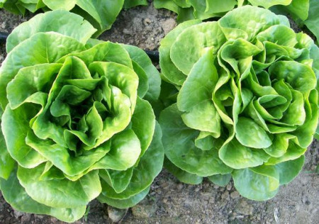 Salata May Queen (2000 seminte) salata soi productiv pentru cultura in camp, Agrosem