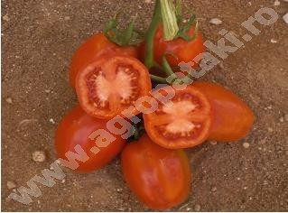 Sandocan F1 - 1000 sem - Seminte de rosii tip Roma prunisoara cu fructe mari si gustoase de la United Genetics