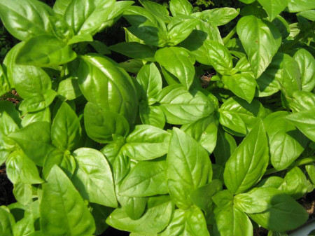 Seminte Busuioc verde Genovese (100 gr) planta aromatica, Agrosem