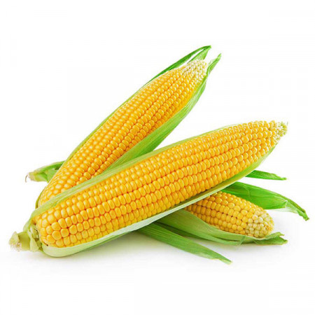 Seminte porumb zaharat Deliciosul (10 kg) soi romanesc, Agrosem