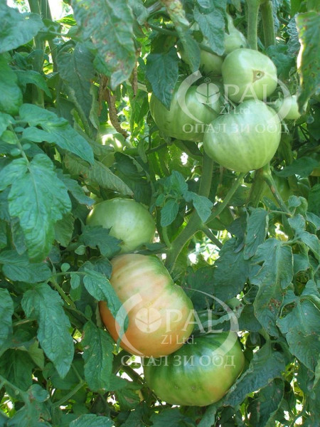 Seminte rosii Fantezia (Fantazia), 60 seminte de tomate tip gigant soi nedeterminat semitimpuriu, Opal Bulgaria