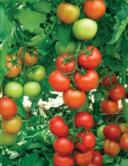 Seminte tomate Oltena F1 AS5 311 F1 (100 seminte), timpurii semideterminate, Hektar