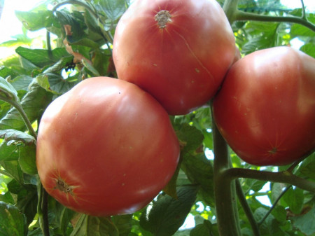 Seminte tomate Roz de Haskovo (Haskovski), 0.2 gr, soi roze nedeterminat fructe mari, gust excelent