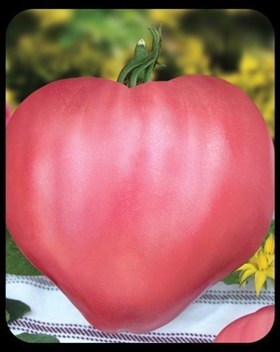 Seminte tomate Rozov Dar (Dar Roz), 1000 seminte, tip Inima de Bivol Gigant, Florian