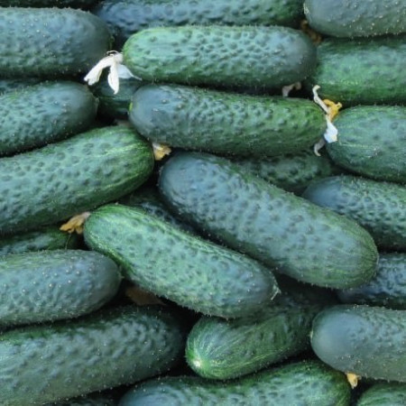 SV 4097 CV F1 (1000 seminte) castraveti tip cornichon, Seminis