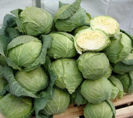 Tacoma F1 (2500 seminte) de varza alba cu capatana rotund-aplatizata, verde intens, 1.3-2.5 kg, rezistenta la crapare, gust placut dulceag, Rijk Zwaan