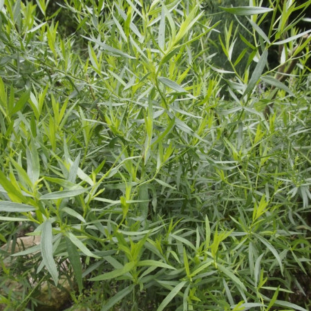 Tarhon (0.2 gr) seminte de planta aromatica, Agrosem