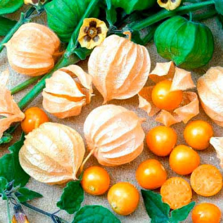 TOMATILLO AMARYLLA (Physalis ixocarpa) - 0.5 gr - Seminte de TOMATILLO AMARYLLA Physalis ixocarpa Gust Specific Dulce Acrisor