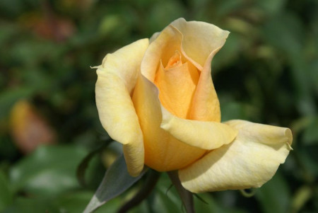 Trandafir Teahybrid Casanova, butasi de trandafiri cu inflorire repetata, cu flori mari, bogate, de culoare eleganta crem, Yurta