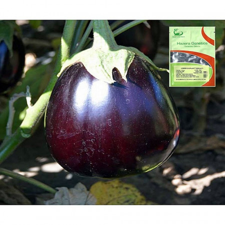 Tudela F1 (1000 seminte) de vinete ce leaga bine la temperaturi joase tip Black Beauty, Hazera