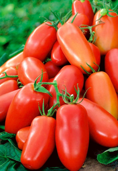Zyska (30 seminte) de rosii, fructe alungite si carnoase tip San Marzano, Seklos